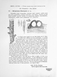 Melogramma henriquesii image